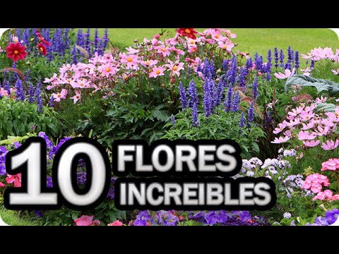 , title : '10 Flores Imprescindibles Para Poner En El Huerto o Jardin || La Huertina De Toni'