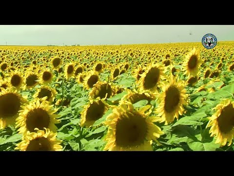 Pheasant Habitat Basics