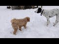 2021 02 04 Earl Rizzo Link Bert Ernie Bobby McGee Kobe Lola