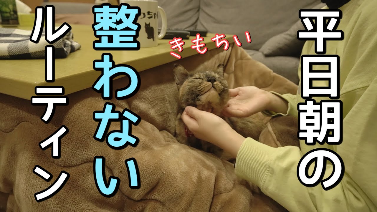 【朝から猛攻撃】猫と過ごす平日の朝がワイルドすぎたww