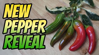 My New and DELICIOUS Okapi Pepper is Here!