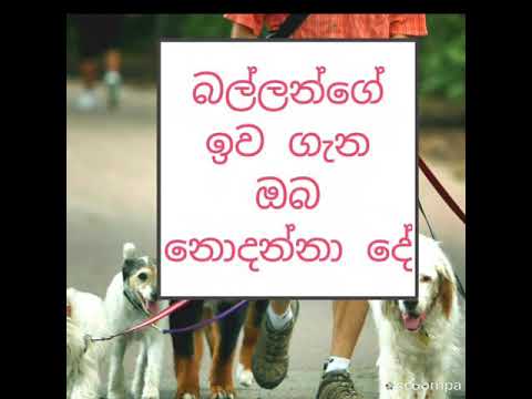 Amazing facts about dogs in sinhala