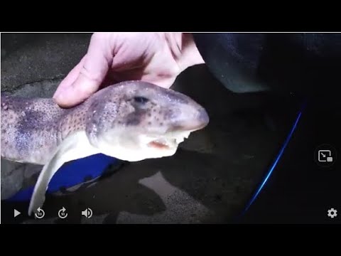 CHEAP PAIR OF RODS , AND A FEW FISH. new to sea fishing ? sea fishing uk ] bristol channel fishing