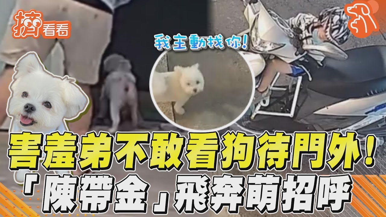 影音/害羞弟不敢看狗待門外! 「陳帶金」飛奔萌招呼