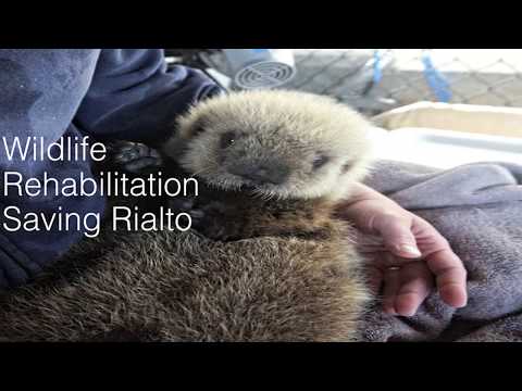 Lightning Talks: Saving Rialto