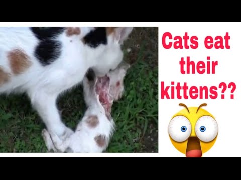 Why mother cat eating kitten | does cat eat its  own kitten | in urdu and hindi | CHUBBY MEOWS
