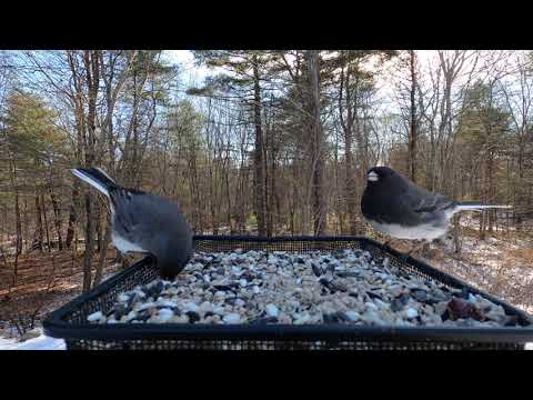 Dark-eyed Juncos (snowbirds) make the best sounds