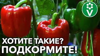 рассада баклажанов и перцев видео. Смотреть фото рассада баклажанов и перцев видео. Смотреть картинку рассада баклажанов и перцев видео. Картинка про рассада баклажанов и перцев видео. Фото рассада баклажанов и перцев видео
