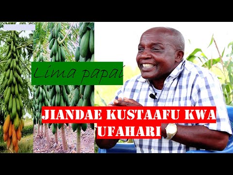 , title : 'KILIMO CHA PAPAI:Jifunze mbinu za kuanzisha shamba la mipapai na ukidhi soko kubwa la papai'