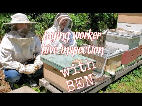 Laying worker hive 2 weeks after shake out | We have queen cells!
