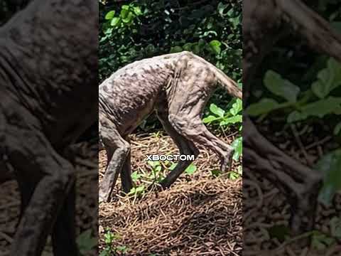 На Западе Украины Засняли ЧУПАКАБРУ