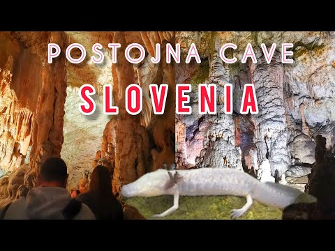 Proteus anguinus — olm v jaskyni Postojna