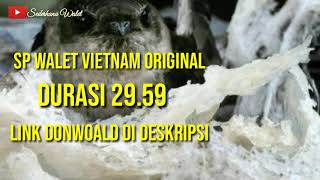 Download lagu Sp Walet Vietnam mp3