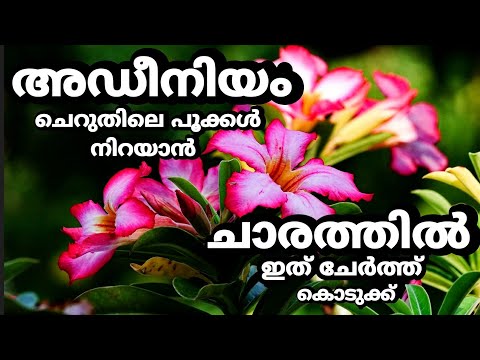 അഡീനിയം ചെറുതിലെ പൂക്കൾ നിറയാൻ|Fast Flowering Tips for Adenium Plants.