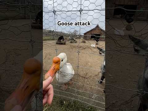 Goose attack #goose #geese #goosegooseduck #duck #attack #aspecialtravel #ducks #travel #romania