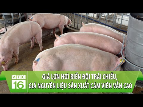 , title : 'Giá lợn hơi biến đội trái chiều, giá nguyên liệu sản xuất cám viên vẫn cao | VTC16'