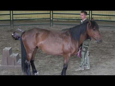 MUSTANG MAKEOVER 2018 Team Sebastian (TAG 3991) - Update 3