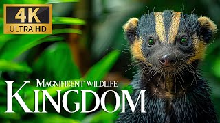 Magnificent Wildlife Kingdom 4K 🐘 Discover the Wonderful Wildlife Movie with Relaxing Piano Music
