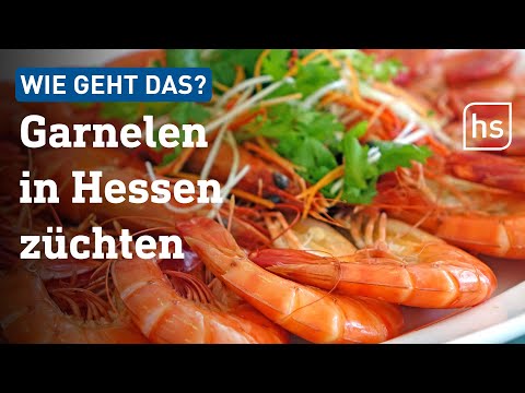 Garnelenzucht etwa mit Hilfe von warmer Abluft aus Rechenzentren denkbar | hessenschau