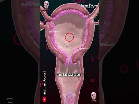 Menstrual cycle & Ovulation (Menstruation) ✨‍♀️