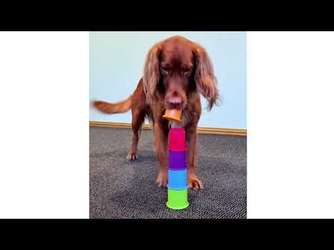 Dog Trick:  Stacking Cups