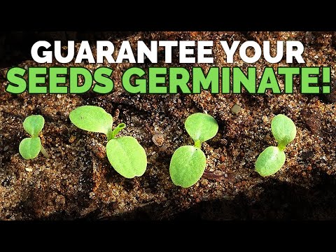 How to Transplant Seedlings My High Density Method