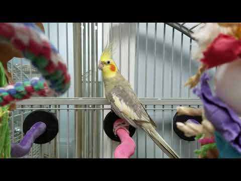 Norma Jean, an adopted Cockatiel in Pineville, NC_image-1