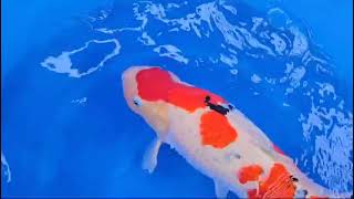 video van Sanke 2505001