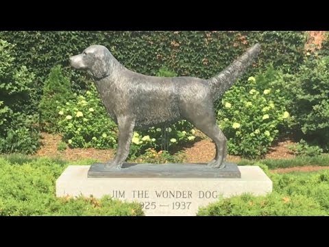 TDW 1469 - Town Honors Psychic Dog