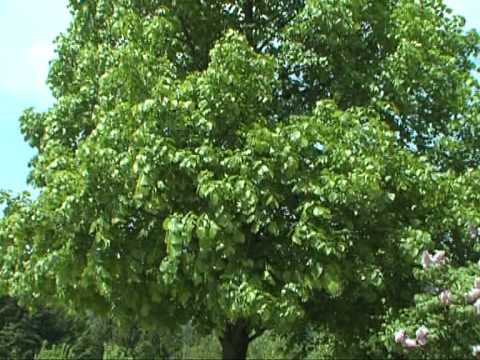 NAŠA LIPA - Bloški odmev