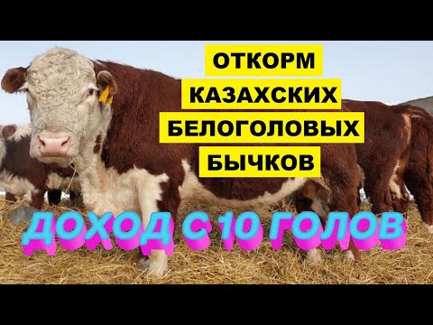 , title : 'Содержание и Откорм Казахских Белоголовых бычков на мясо как бизнес | Мясное скотоводство | КРС