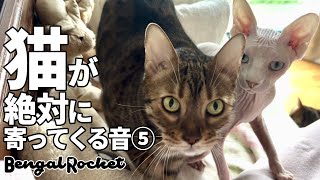 猫が絶対に寄ってくる音⑤【ベンガル/スフィンクス猫】