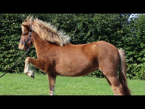 SOLD - Kat.Nr. 3  DK2021200088 - Glóa fra Gedsagergård