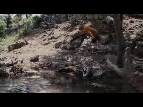 Loogie Jumps In An Alligator