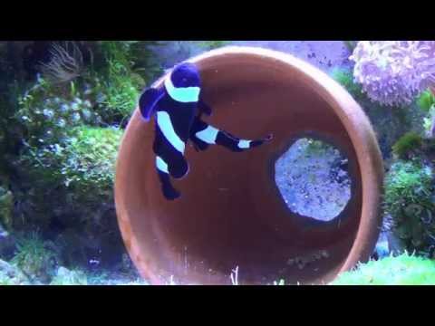 How to breed Clownfish.