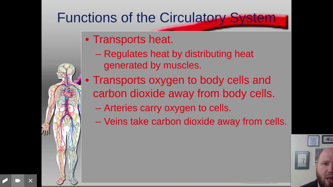 Circulatory.ppt - Google Slides