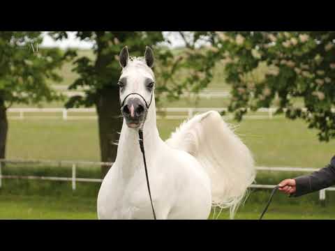 🦋 WILDONA 🦋⁣ (SHANGHAI EA x WILDA), 2014 Mare