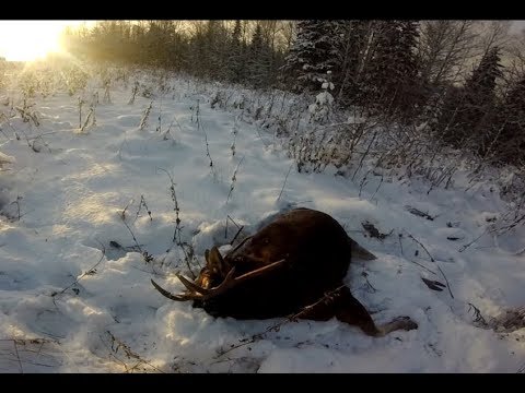Охота на лося подборка моментов.Moose hunting best moments.