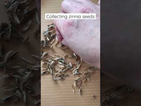 How to save zinnia seeds