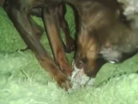 Prager Rattler ' vom eisernen Kreuz', Prey