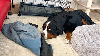 - 犬にもこういう感情ってあるんだね…