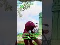 Barney 22 The Many Adventures Of Winnie The Pooh