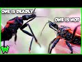 The DEADLIEST Bug In North America And How To Spot It Ft TheWildlifeBrothers