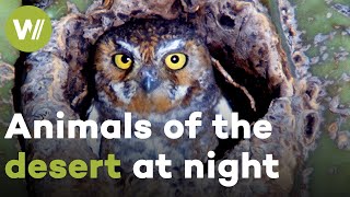 Elf Owls, Colorado River Toads, and Kangaroo Rats - Exploring the Wildlife of the Desert at Night