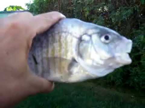 Killer fish from San Diego FULL