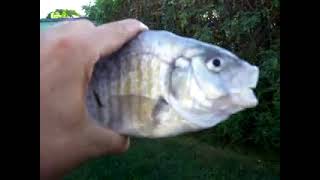 Cover art for Killer Fish