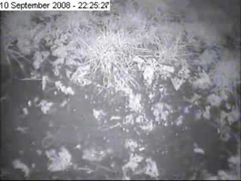 Field Mice Night Vision!