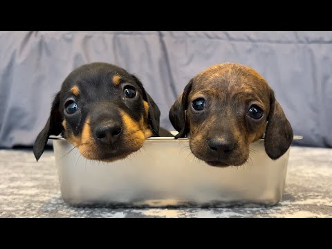 YouTube 썸네일