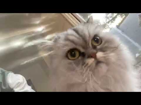 ludwig's cat being cute