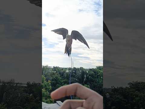 Cockatiel free fly training. #bird #cockatiel #cockatieltraining #cockatiels #everydaybirdshouse